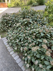Viburnum davidii