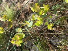 Euphorbia crenulata