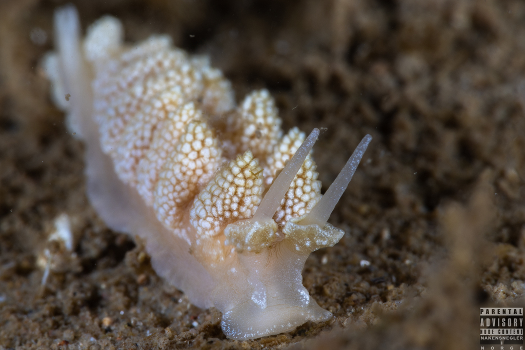 Doto fragilis