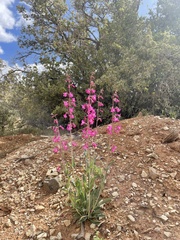 Penstemon confusus