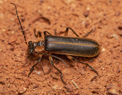 Podabrus basillaris