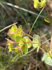 Euphorbia crenulata