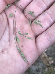 Festuca versuta