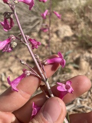 Penstemon confusus