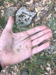 Festuca versuta