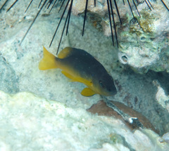 Hypoplectrus randallorum