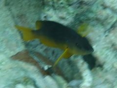 Hypoplectrus randallorum
