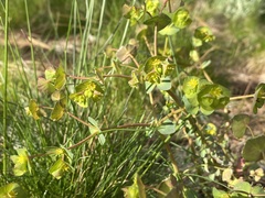 Euphorbia crenulata