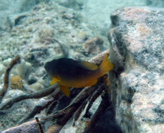 Hypoplectrus randallorum