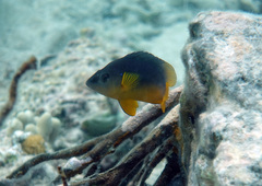 Hypoplectrus randallorum