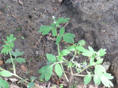 Phacelia ranunculacea