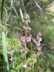 Stachys rigida rigida