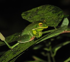 Gastrotheca albolineata