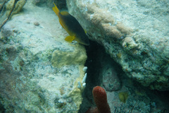 Hypoplectrus randallorum