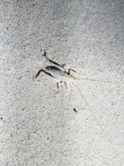 Macrobaenetes algodonensis