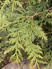 Cupressus nootkatensis