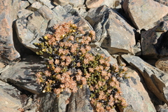 Pimelea traversii traversii