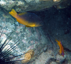 Hypoplectrus randallorum