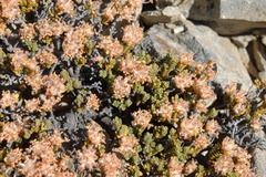 Pimelea traversii traversii