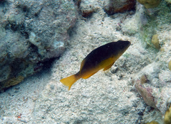 Hypoplectrus randallorum
