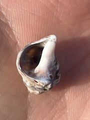 Ceratostoma rorifluum