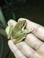 Craugastor metriosistus