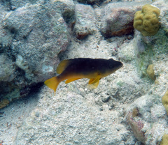 Hypoplectrus randallorum