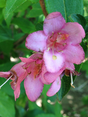 Weigela