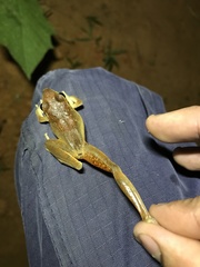 Craugastor metriosistus