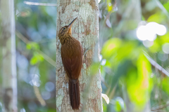 Xiphorhynchus guttatus