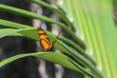 Eueides vibilia
