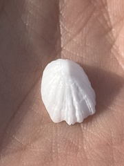 Niveotectura pallida