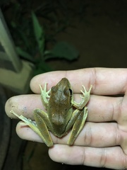 Craugastor metriosistus