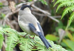 Pyrrhula murina