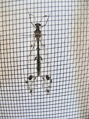 Myrmeleontiformia