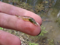 Palaemon kadiakensis