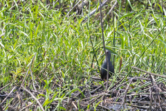 Pardirallus nigricans