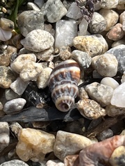 Nassarius fraterculus