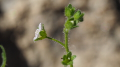 Eucrypta chrysanthemifolia bipinnatifida