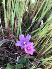 Sidalcea malviflora purpurea