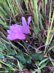 Sidalcea malviflora purpurea