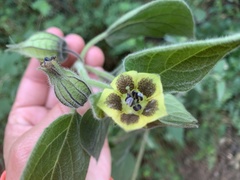 Physalis coztomatl