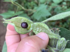 Physalis coztomatl