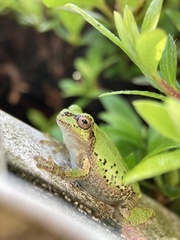 Hyla japonica