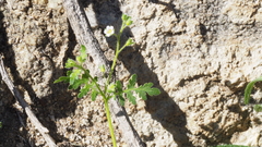 Eucrypta chrysanthemifolia bipinnatifida