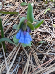Mertensia longiflora