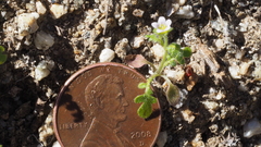 Eucrypta chrysanthemifolia bipinnatifida