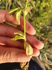 Silene colorata image