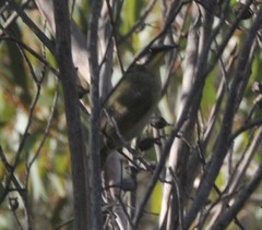 Lichenostomus cratitius