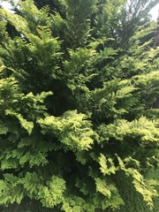 Cupressus × leylandii